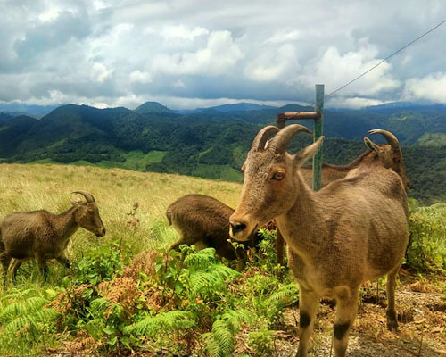 Munnar