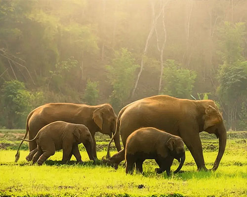 Thekkady